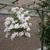 Pelargonium peltatum 'White Glacier'