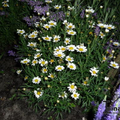 Margriet - Leucanthemum x superbum  'Silberprinzesschen'