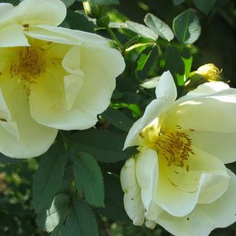 Rosa 'Frühlingsgold'