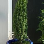 Juniperus communis 'Arnold' - Jeneverbes