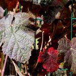 Vitis coignetiae - Japanse wijnstok, Sierwingerd - Vitis coignetiae