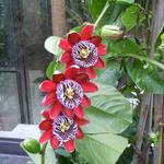 Passiflora alata - Gevleugelde Passiebloem