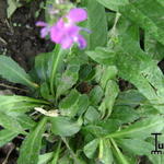 Arabis blepharophylla 'Spring Charm' - Randjesbloem