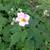 Anemone hupehensis 'September Charm'