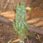 Juniperus communis 'Sentinel' - Jeneverbes