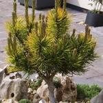 Pinus mugo 'Carsten' - Bergden