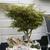 Acer palmatum 'Jerre Schwartz'