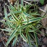 Carex firma 'Variegata' - Zegge