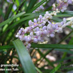 Liriope graminifolia - Leliegras