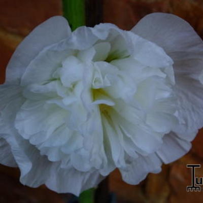 Stokroos - Alcea rosea 'Chater's Double White'