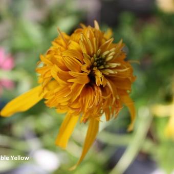 Echinacea 'Double Yellow'