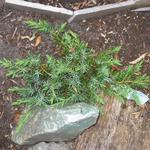 Juniperus conferta 'Schlager' - Jeneverbes