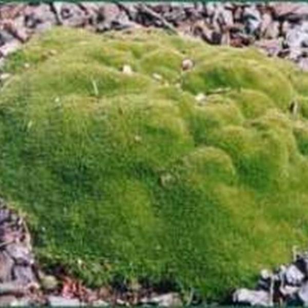 Smerig Onenigheid Overdreven Nieuw-Zeelands mos - Scleranthus uniflorus - Vaste planten - Planten online  kopen | Tuinadvies