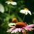 Echinacea purpurea 'Prairie Splendor'