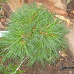 Pinus strobus 'Ontario' - Witte pijnboom
