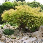 Thuja occidentalis 'Golden Tuffet' - Levensboom