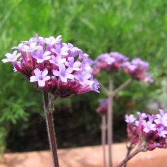 Verbena bonariensis 'Lollipop'