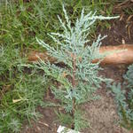 Juniperus scopulorum 'Skyrocket'  - Jeneverbes, rode ceder