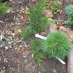 Juniperus x pfitzeriana 'Mint Julep' - Pfitzer jeneverbes