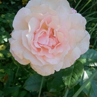 Rosa 'Chandos Beauty'