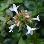 Abelia x grandiflora 'Sherwood' - Abelia