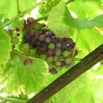 Vitis vinifera 'Regent' - Druif