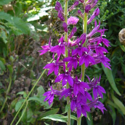 Prachtlobelia - Lobelia x speciosa 'Hadspen Purple'