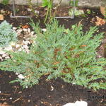Juniperus horizontalis 'Hughes' - Kruipende jeneverbes