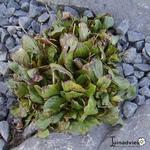 Calceolaria biflora - Pantoffelbloem