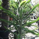 Araucaria araucana - Slangenden / Apenboom