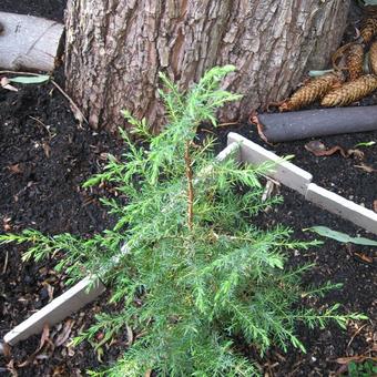 Juniperus communis ‘Hibernica’