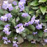 Ramonda myconi - Pyrenees viooltje