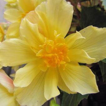 Begonia x tuberhybrida