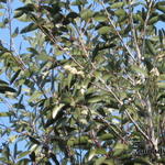 Eucalyptus pauciflora subsp. niphophila - Sneeuweucalyptus, Gomboom