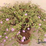 Lantana montevidensis - Kruipende wisselbloem