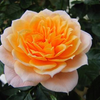 Rosa 'Royal Orange'