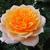 Rosa 'Royal Orange'