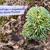 Saxifraga x megaseaeflora 'Mrs Gertie Prichard'