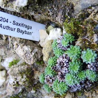 Saxifraga 'Authur Bayban'