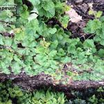 Rubus pentalobus - Kruipende framboos, Braam
