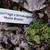Saxifraga x bhratangensis 'Mollie Broom'