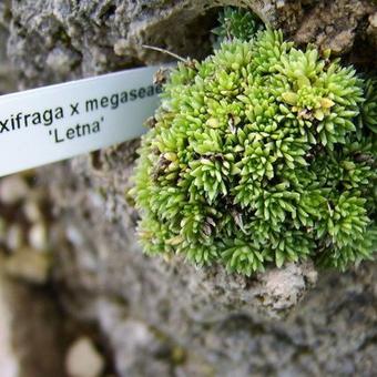 Saxifraga x megaseaeflora 'Letna'