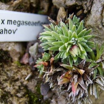 Saxifraga x megaseaeflora 'Strahov'