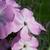 Phlox paniculata 'SWEET SUMMER Candy'