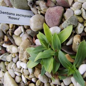 Gentiana asclepiadea 'Rosea'