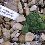 Androsace tanggulashanensis - Rotsjasmijn, Manneschild