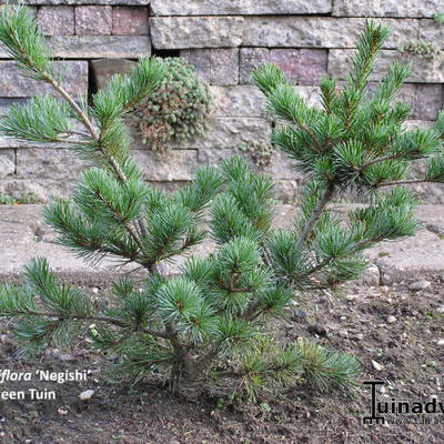 Pinus parviflora ‘Negishi’ - Japanse pijnboom