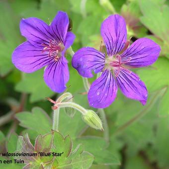 Geranium wlassovianum 'Blue Star'
