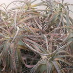 Aloe arborescens - Aloë, Kandelaaraloë