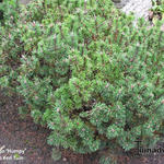 Pinus mugo 'Humpy' - Bergpijnboom